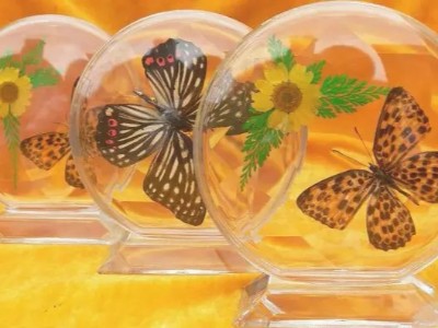 聚力水晶滴膠、環氧膠，用于標本制作，填充性好，使用期長